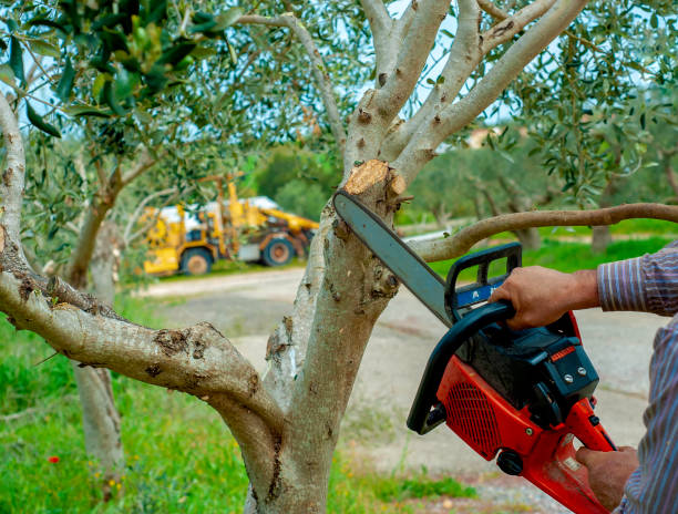 Palm Tree Trimming in Tipton, CA